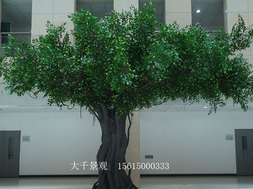 點擊查看詳細信息<br>標題：室內榕樹 閱讀次數：1472