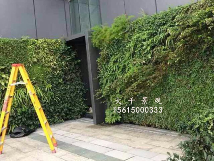 點(diǎn)擊查看詳細(xì)信息<br>標(biāo)題：綠植墻 閱讀次數(shù)：1557